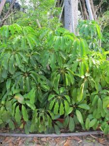 国产大叶伞修剪视频大全,视频大全深度解读