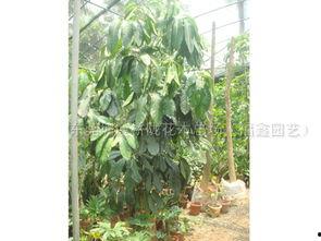 国产大叶伞修剪视频大全,视频大全深度解读