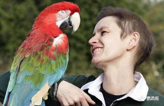 国产鹦鹉电影在线播放视频,奇趣鹦鹉的奇幻冒险之旅