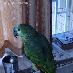 国产鹦鹉电影在线播放视频,奇趣鹦鹉的奇幻冒险之旅