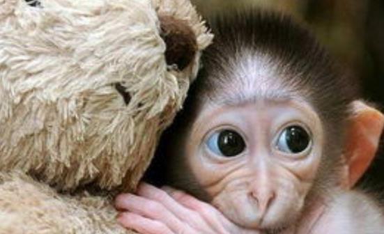 国产真有猴子吗知乎视频,国产视频中猴子的真实存在之谜