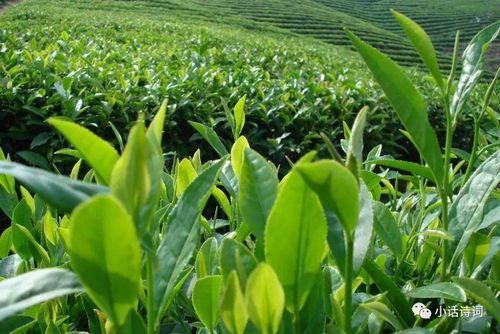 国产茶叶怎么种植视频教程,视频教程精华概述