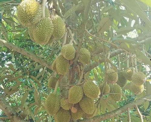 国产榴莲种植热潮视频