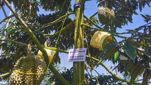国产榴莲种植热潮视频 第2张 国产榴莲种植热潮视频 第2张