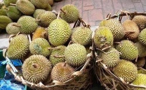 国产榴莲种植热潮视频 第3张 国产榴莲种植热潮视频 第3张