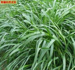 黑麦草国产种子视频播放,培育优质草种新篇章  第2张