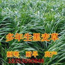 黑麦草国产种子视频播放,培育优质草种新篇章  第3张